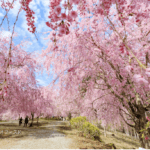 Takami Village: Nikmati Keindahan 1.000 Pohon Sakura Menangis yang Menghiasi Gunung dengan Nuansa Merah Muda Setiap Musim Semi!