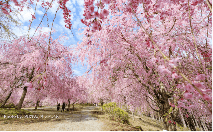 Takami Village: Nikmati Keindahan 1.000 Pohon Sakura Menangis yang Menghiasi Gunung dengan Nuansa Merah Muda Setiap Musim Semi!