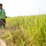 Harga Beras Asia Melonjak Tinggi, Dampak Perang Iran Mengancam Pasokan!