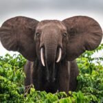 Hariom Travels & Tourism LLC - Mengguncang Dunia Pariwisata Afrika dengan Kisah Baru yang Segar!