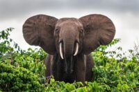 Hariom Travels & Tourism LLC - Mengguncang Dunia Pariwisata Afrika dengan Kisah Baru yang Segar!