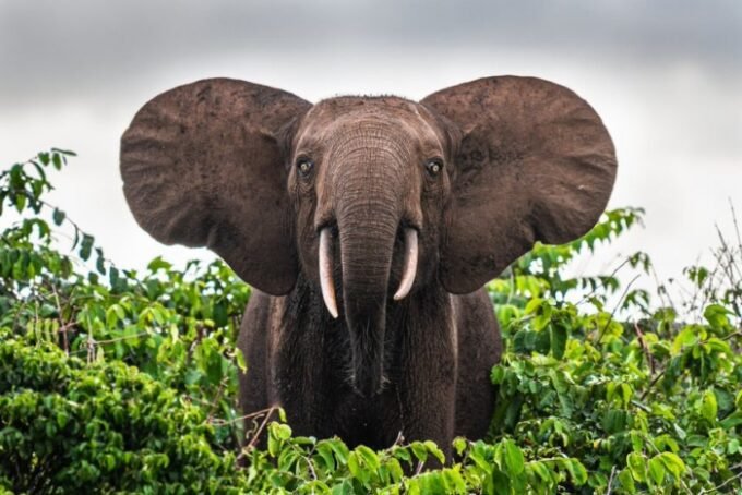 Hariom Travels & Tourism LLC - Mengguncang Dunia Pariwisata Afrika dengan Kisah Baru yang Segar!