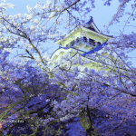 Menjajaki Nagahama Castle di Shiga: Jejak Sejarah Kejayaan Toyotomi Hideyoshi!