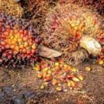 Raksasa Komoditas Indonesia: Angka yang Mengguncang Dunia!