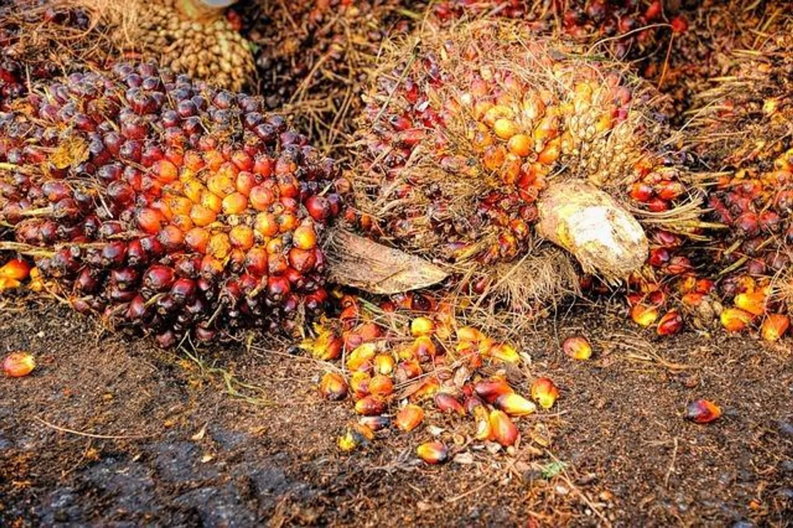 Raksasa Komoditas Indonesia: Angka yang Mengguncang Dunia!