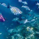 Pelajaran Berharga dari Scuba Diving dan Breathwork: Rahasia Tetap Tenang di Bawah Tekanan!