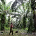 SD Guthrie Malaysia Berkolaborasi dengan Indonesia Terkait Penyitaan Perkebunan Kelapa Sawit: CEO