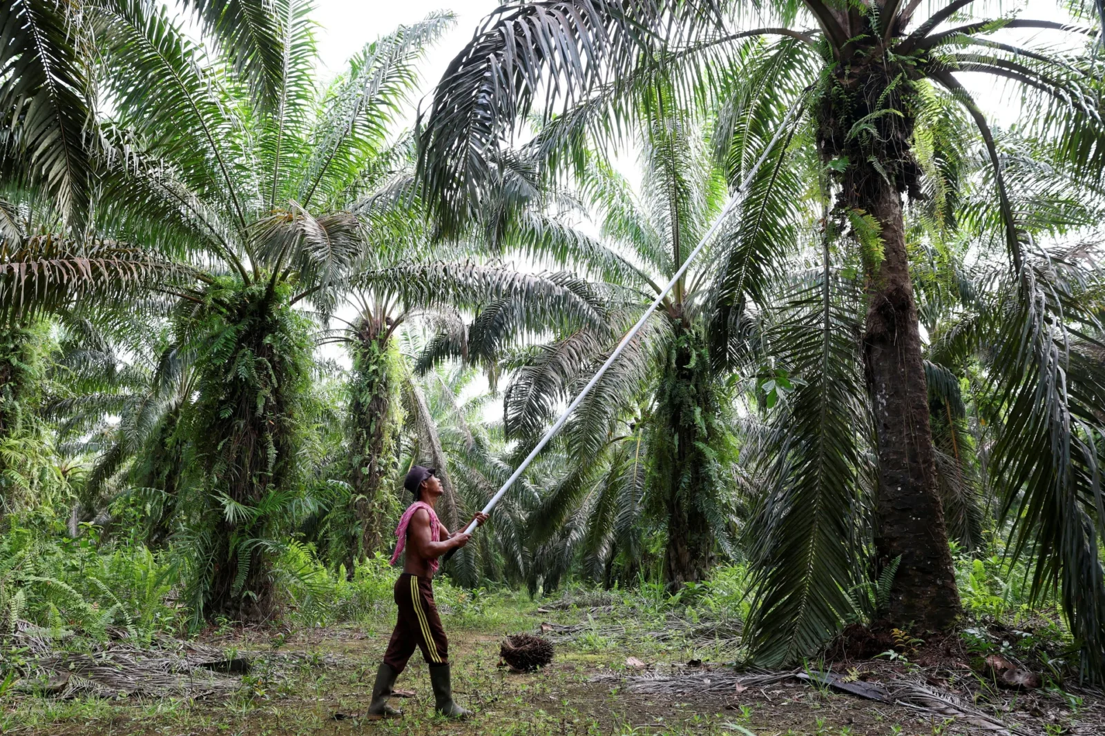 SD Guthrie Malaysia Berkolaborasi dengan Indonesia Terkait Penyitaan Perkebunan Kelapa Sawit: CEO