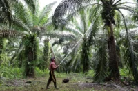 SD Guthrie Malaysia Berkolaborasi dengan Indonesia Terkait Penyitaan Perkebunan Kelapa Sawit: CEO