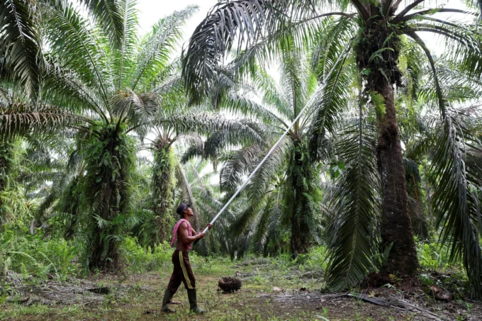 SD Guthrie Malaysia Berkolaborasi dengan Indonesia Terkait Penyitaan Perkebunan Kelapa Sawit: CEO