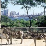 Temukan Kebun Binatang Terbaik di Dunia: Rumah bagi Singa, Harimau, dan Beruang yang Mengagumkan!