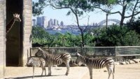 Temukan Kebun Binatang Terbaik di Dunia: Rumah bagi Singa, Harimau, dan Beruang yang Mengagumkan!